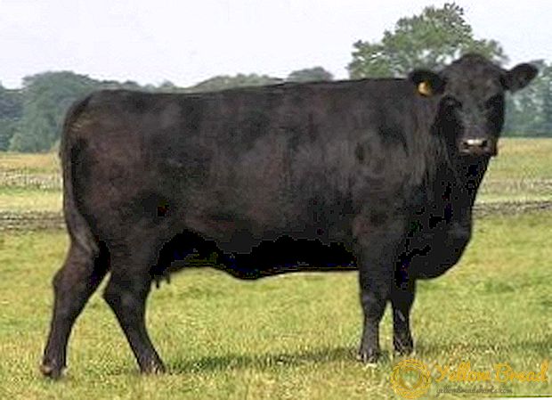 Aberdeen-Angus breed of cows