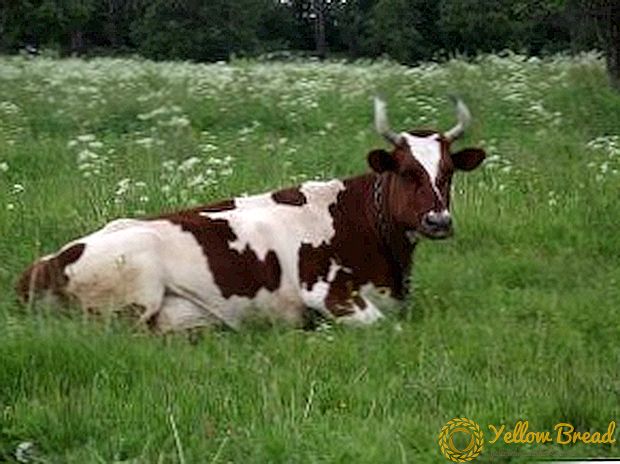 Ayrshire koeien