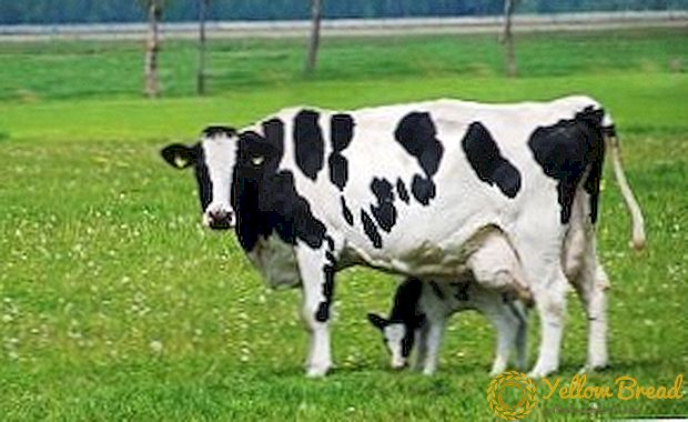 Melnbalta govju šķirne