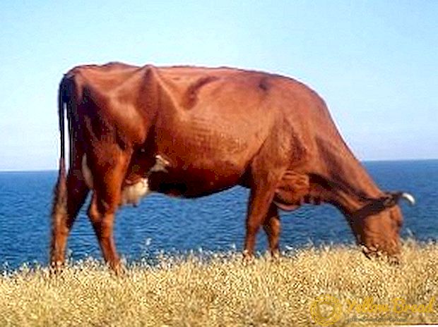 Bruin Lettiese ras van koeie