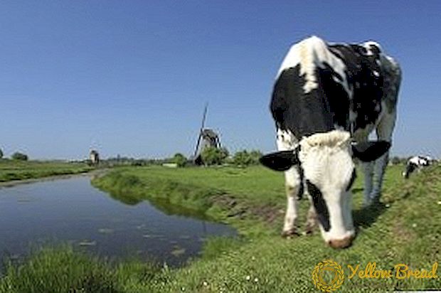 Nederlandse koei, interessante feite van hierdie ras