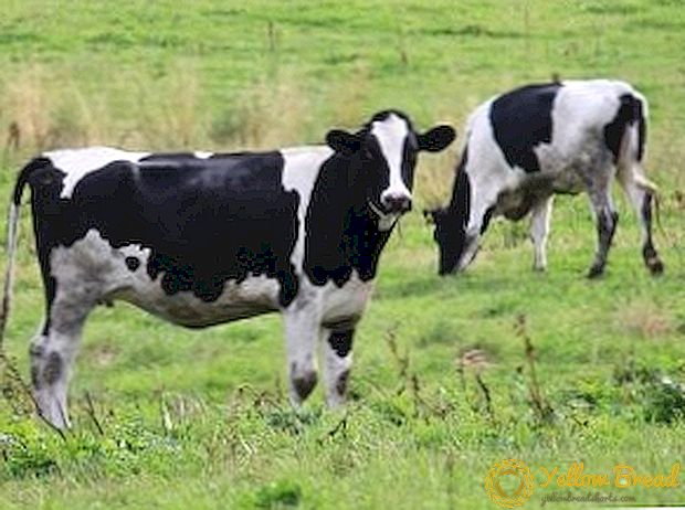 Raza Holstein de vacas