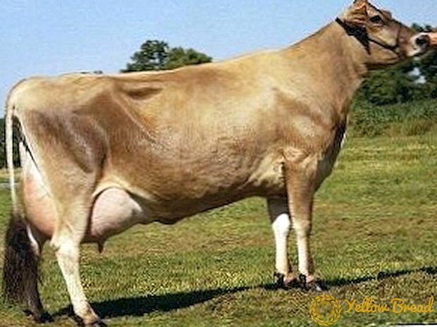 Jersey-ras van koeien