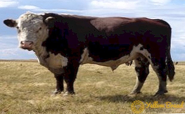 Kakhakh白い牛の品種