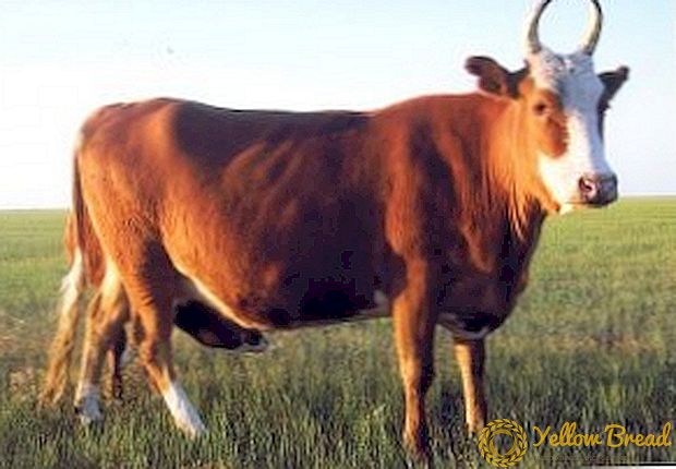 Kalmyk-Rasse der Kühe