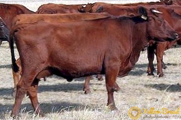 Crvena stepenasta vrsta krava