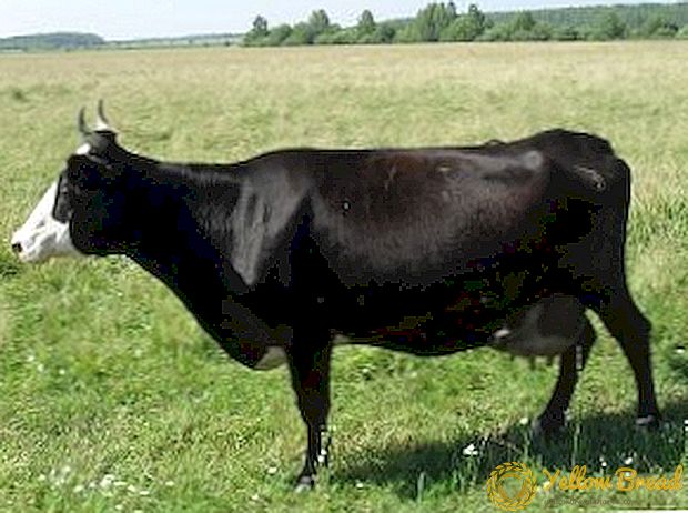 Yaroslavl-ras van koeien