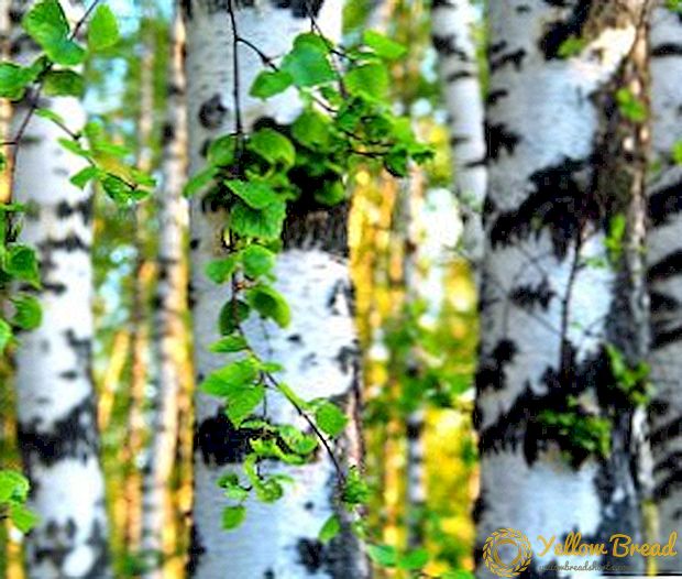 10 أنواع من أشجار البتولا
