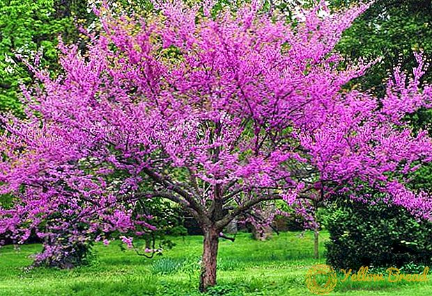 أشجار مزهرة جميلة الصور والأسماء الحديقة