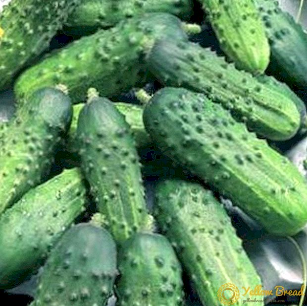 Ang isang malaking ani sa isang maliit na site: isang iba't ibang mga cucumber Taganay