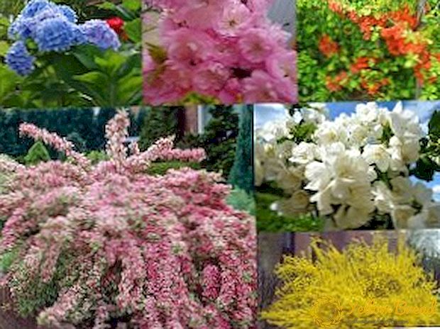 Izbor grmlja, koji cvjetaju u proleće, sa opisom i fotografijom