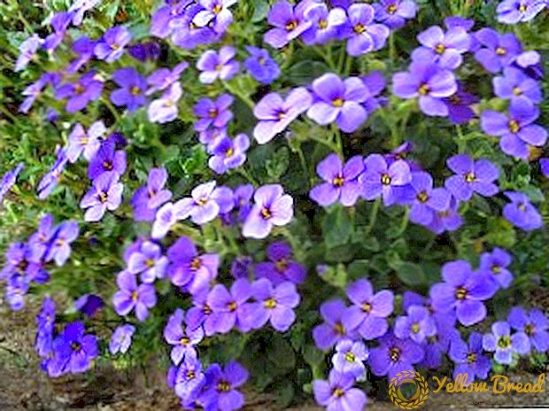 Aubrieta: what is this plant