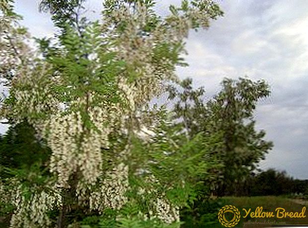 Witte acacia: gebruik, geneeskrachtige eigenschappen en contra-indicaties