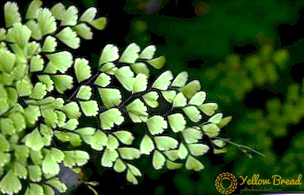 Adiantum: populaire plantensoorten met foto's en beschrijvingen
