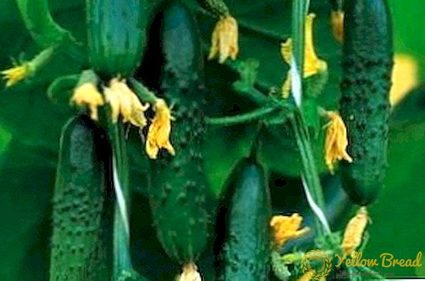 Kaluwihan lan aturan budidaya cucumbers macem 