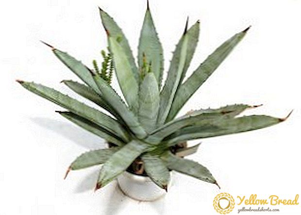 Agave: χαρακτηριστικά των καλλιεργούμενων φυτών εσωτερικού χώρου