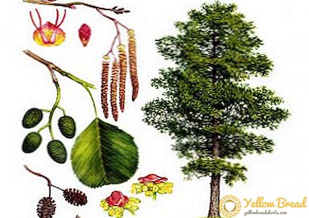 Alder tree: description, species, application