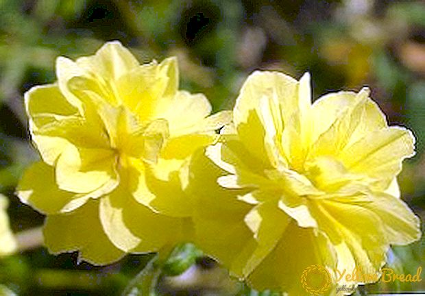 Alles was Sie wissen müssen, um Sonnenblume anzubauen: praktische Tipps für Neulinge