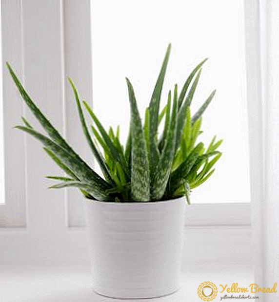 Aloe suvarma: böyüyən dərman kaktusunun sirləri