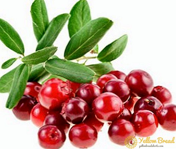 Việc sử dụng cranberries: tính chất dược và chống chỉ định
