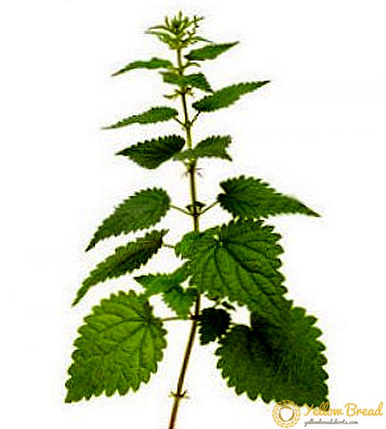The use of therapeutic properties of nettle in medicine and cosmetology