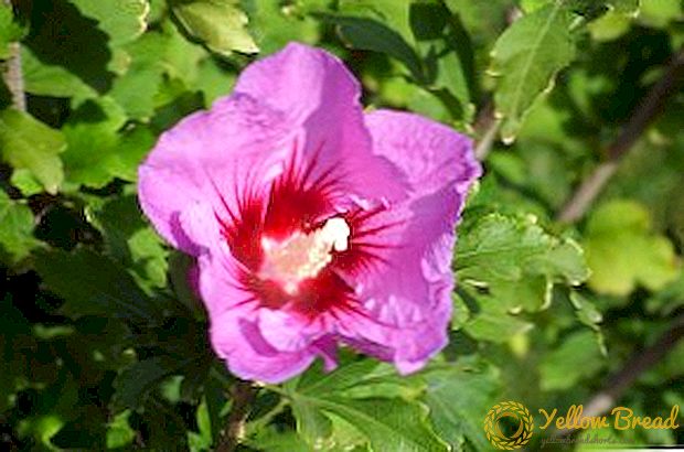 Penggunaan stock-rose (mallow) ing obat tradisional: sifat migunani lan kontraindikasi