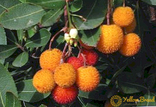 سٹرابیری کے درخت: استعمال، فائدہ مند خصوصیات اور contraindications