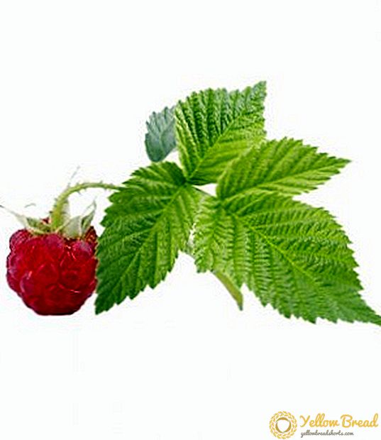 Are raspberry leaves useful or harmful?