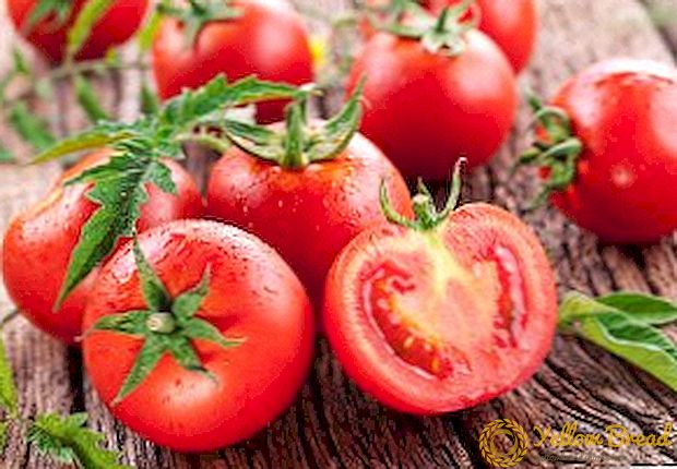 יסודות של גידול עגבניות בחממה