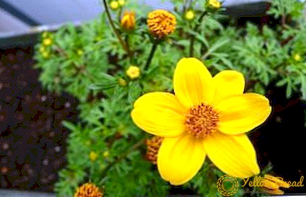 Growing Bidens: planting and care, photo
