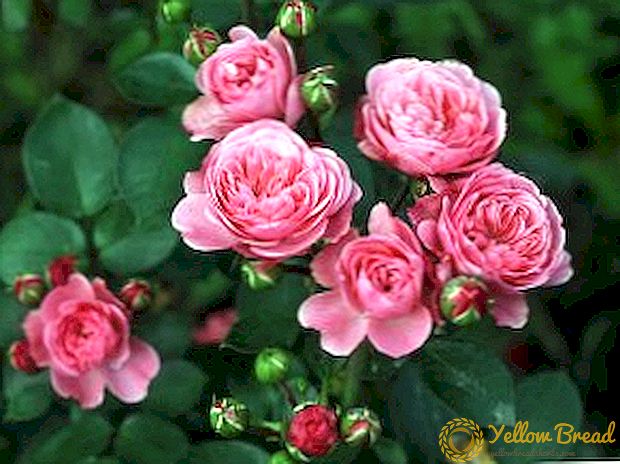 Mawar semak terbaik: putih, merah jambu, kuning dengan keterangan dan gambar