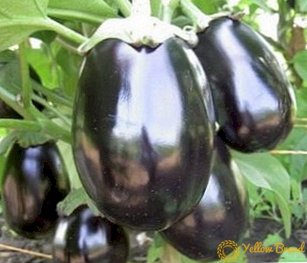 Guapo negro: descrición, características, cultivo