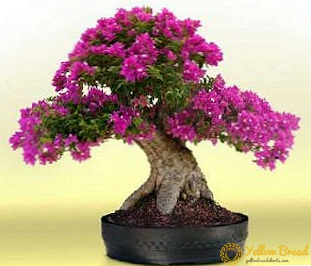 Bonsai: miniature tree growing technology