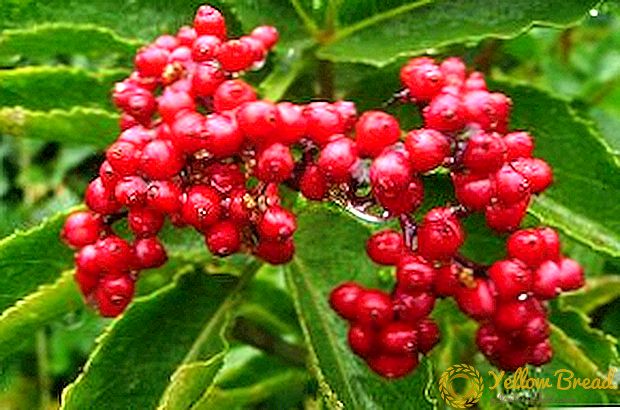 Elderberry đỏ: tính chất dược và chống chỉ định