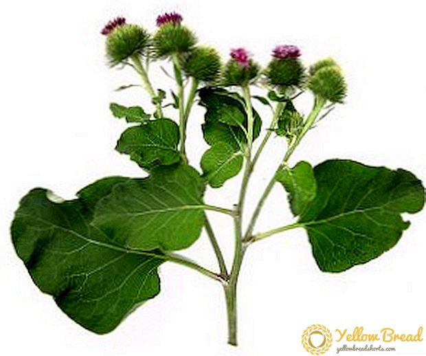 Burdock leaves: the benefits and harm when to collect and how to use