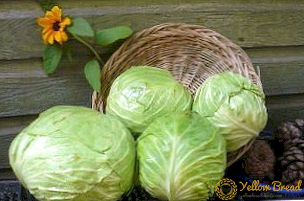 Megaton f1 cabbage: characteristic when sowing seedlings, planting scheme and care