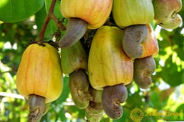 Är det möjligt att odla cashewnötter hemma?