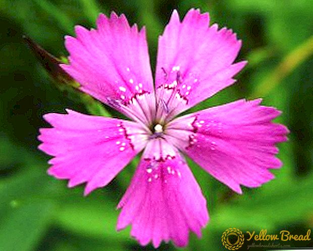 Carnation travyanka: beskrivelse, plantning og pleje, brug i landskabsdesign