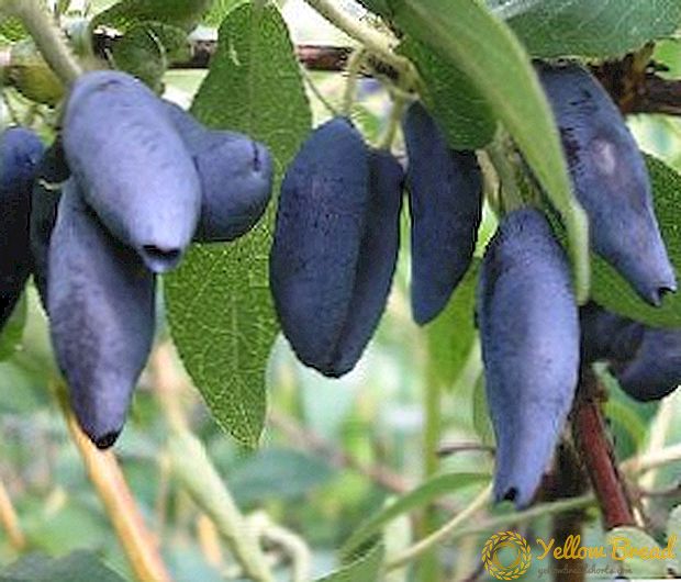 Características e características do cultivo de madressilva Violet