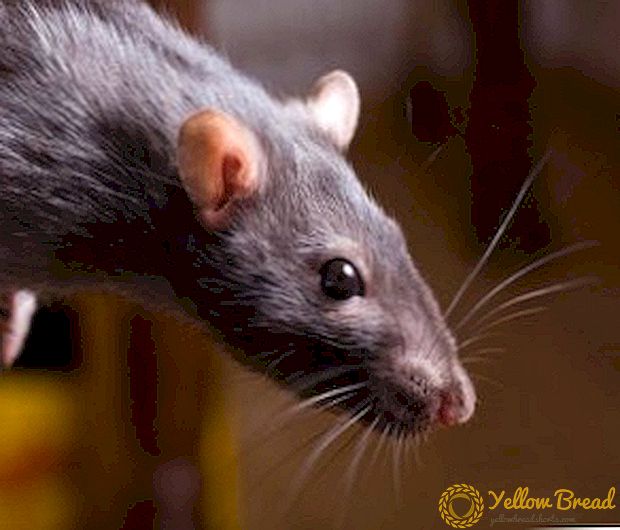 Chernokoren officinalis: bahçe fareleri ve diğer zararlılara karşı mücadele