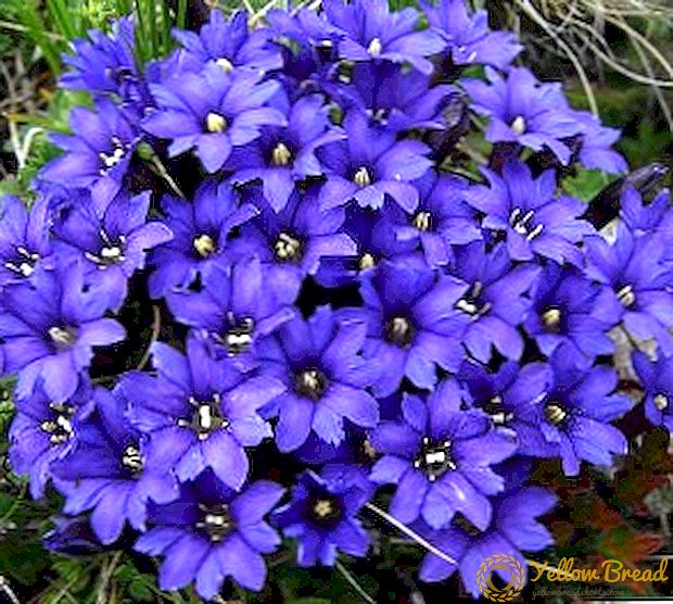 Selección de flores azuis para o leito rural
