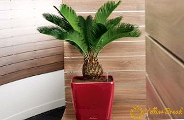 Zicas: home care, what to do if a palm tree does not grow, dries, turns yellow