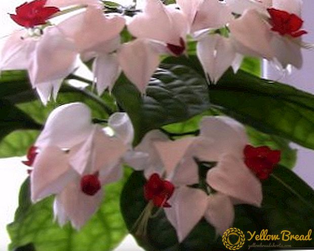 Care for clerodendrum at home with skill