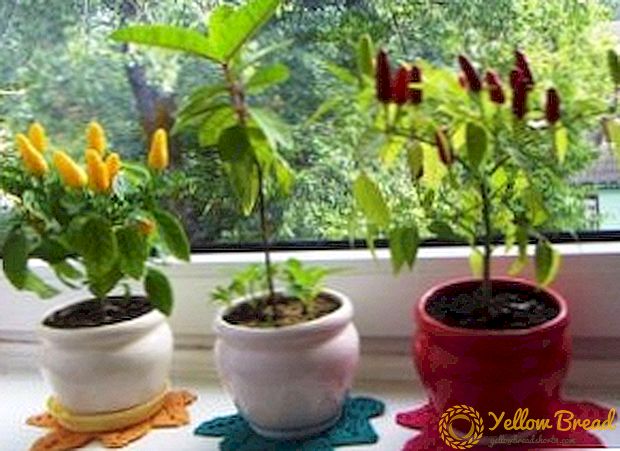Conditions and methods of pepper seed germination at home