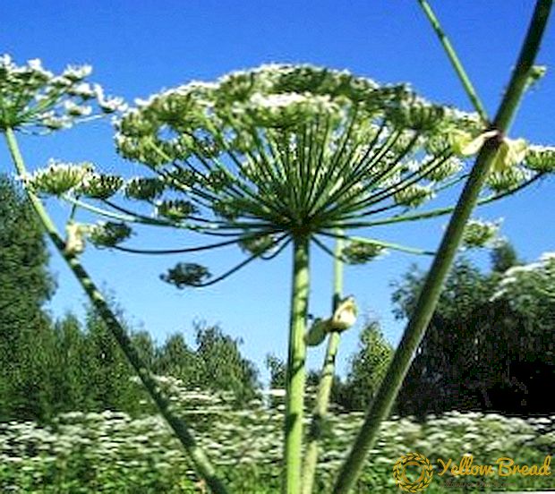 Hogweed plante: gavnlige egenskaber og skade