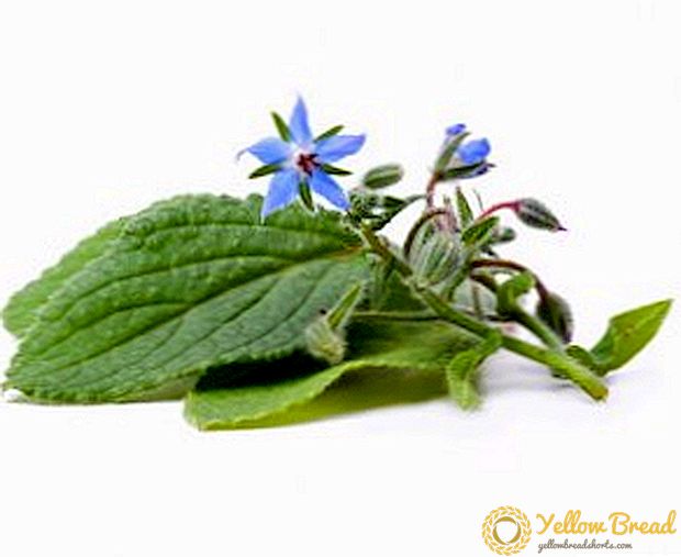 Herbal timun utawa borage: budidaya, sifat-sifat bermanfaat, panggunaan