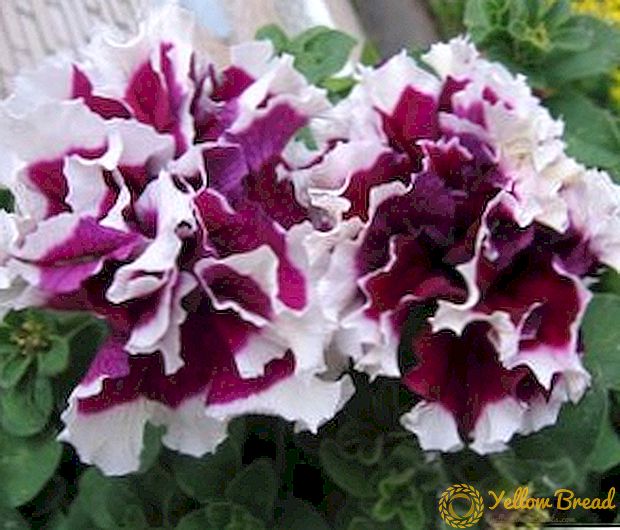 Cultivation and care of the terry petunia from seeds and cuttings