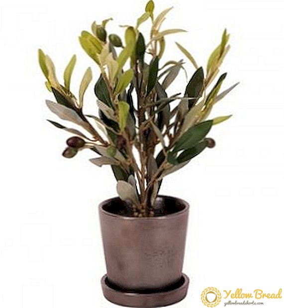 Growing an olive tree from a stone in a pot: a step-by-step process
