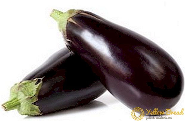 Growing Prado Eggplant: Menanam dan Merawat Sayuran