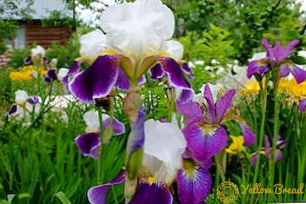 Odrastao bradati iris u vrtu